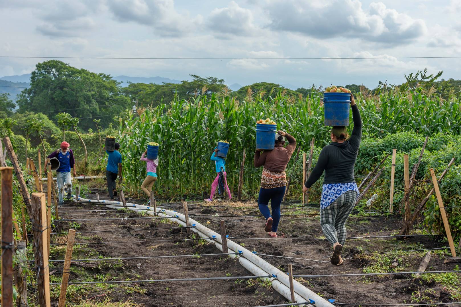 Jose Luis&rsquo; tomato harvest is plentiful.