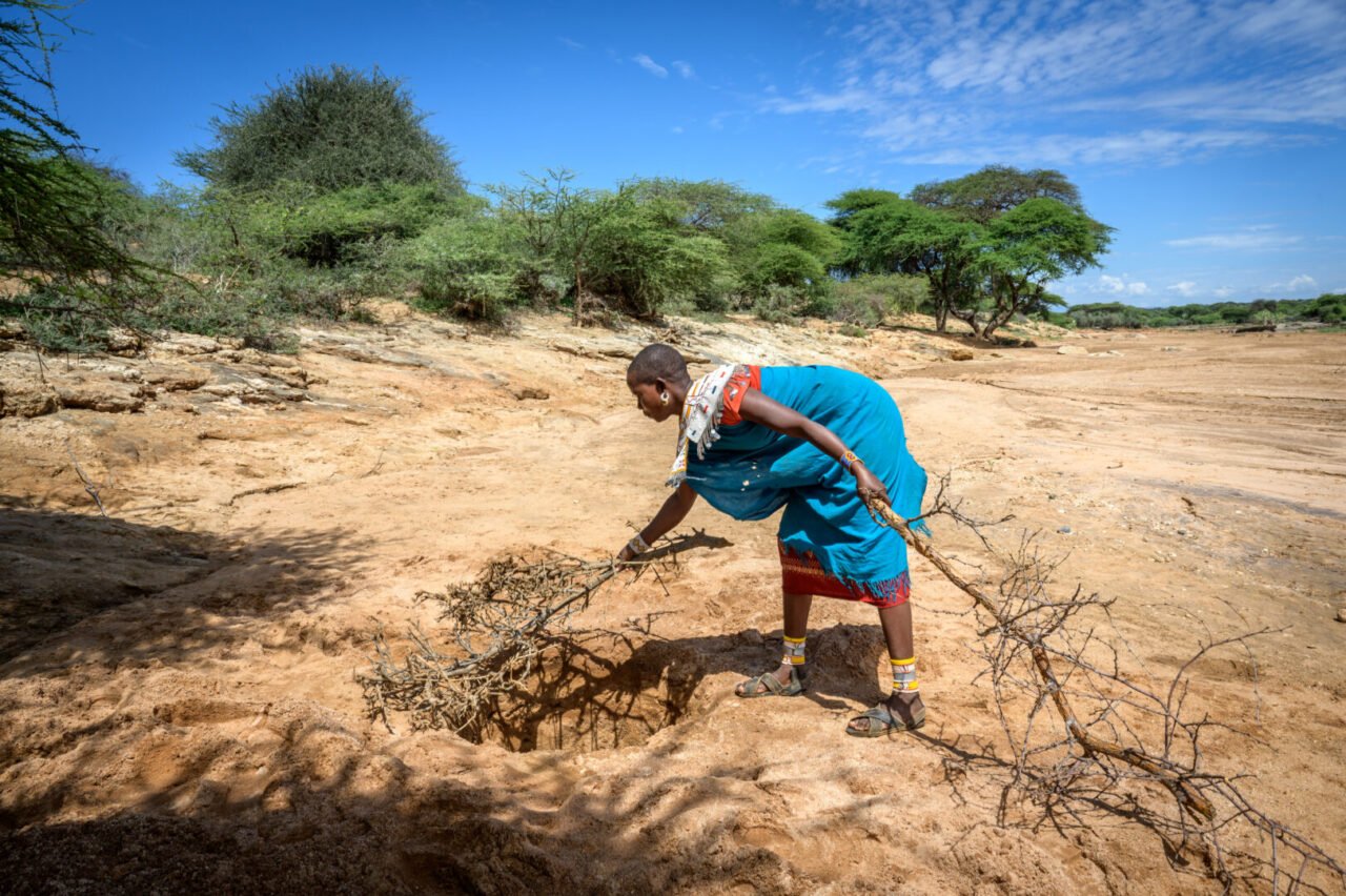 A woman carefully covers a hole in the ground with thorny tree branches. 