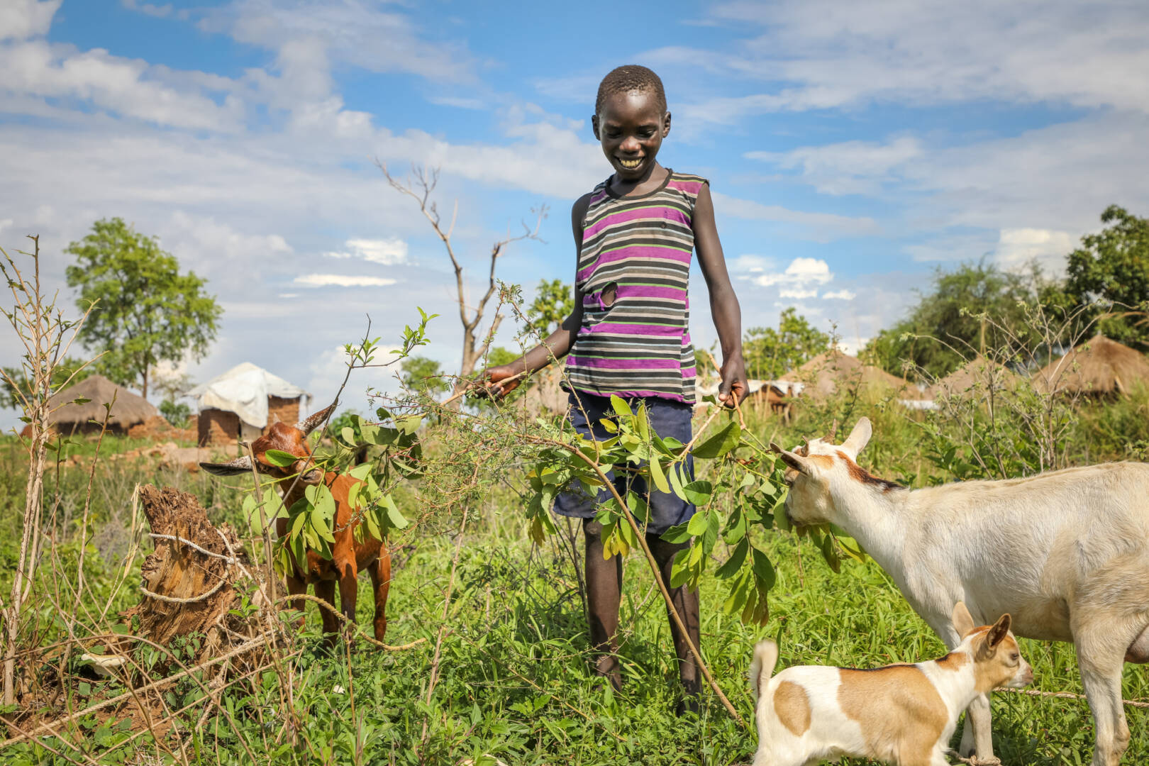 Mustafa and goats Every morning, Mustafa unties the goats and leads them to graze.