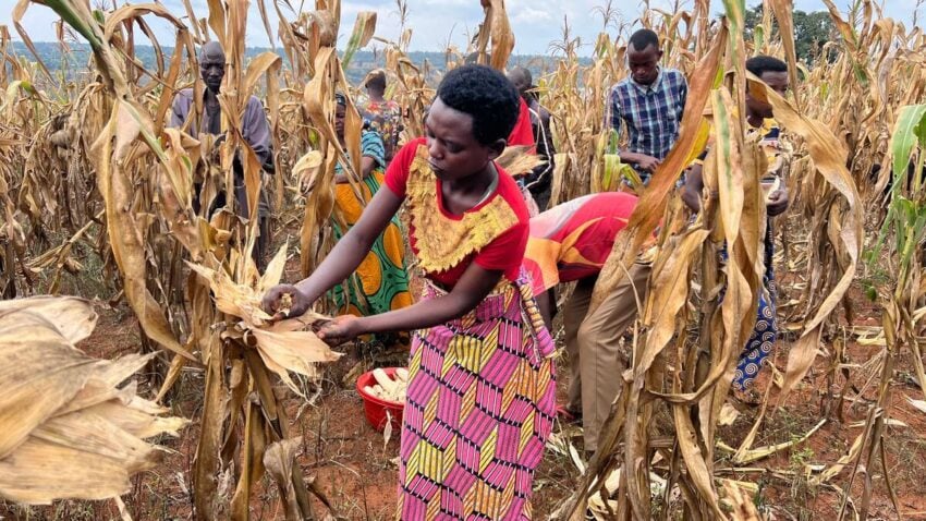 A woman in a brightly patterned dress harvests maize with others in a dry field.