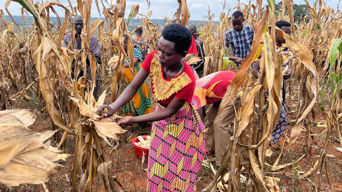 A woman in a brightly patterned dress harvests maize with others in a dry field.